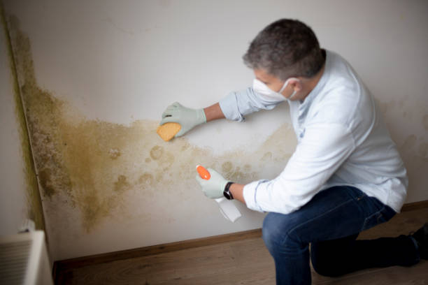 Best Forensic Mold Investigation  in Grapeland, TX