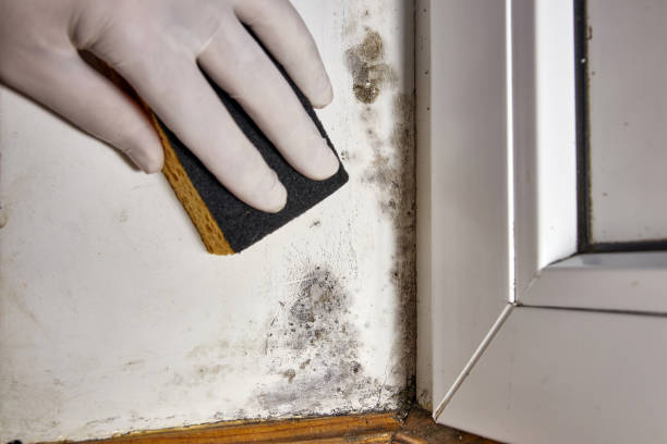 Best Forensic Mold Investigation  in Grapeland, TX